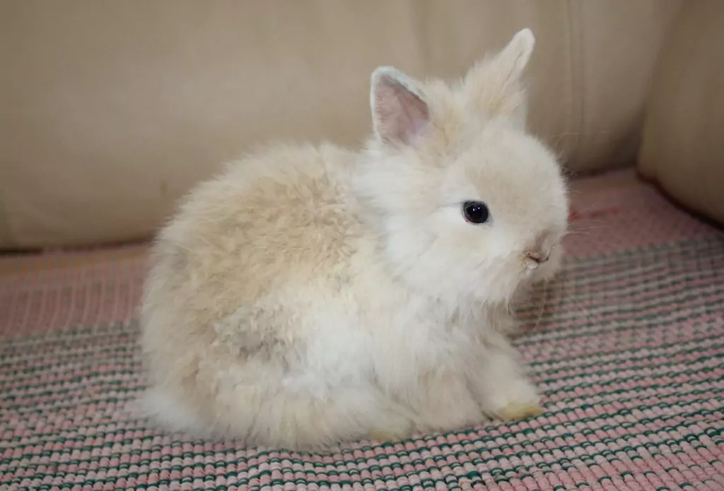 Декоративные кролики: описание пород, уход в домашних условиях 8