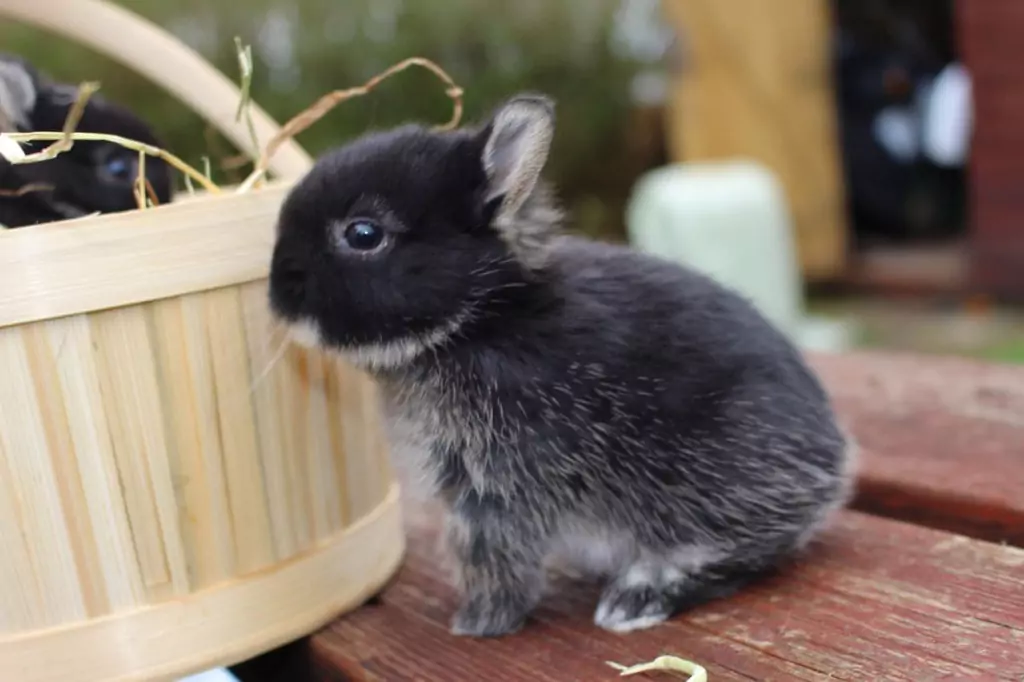 Декоративные кролики: описание пород, уход в домашних условиях 11