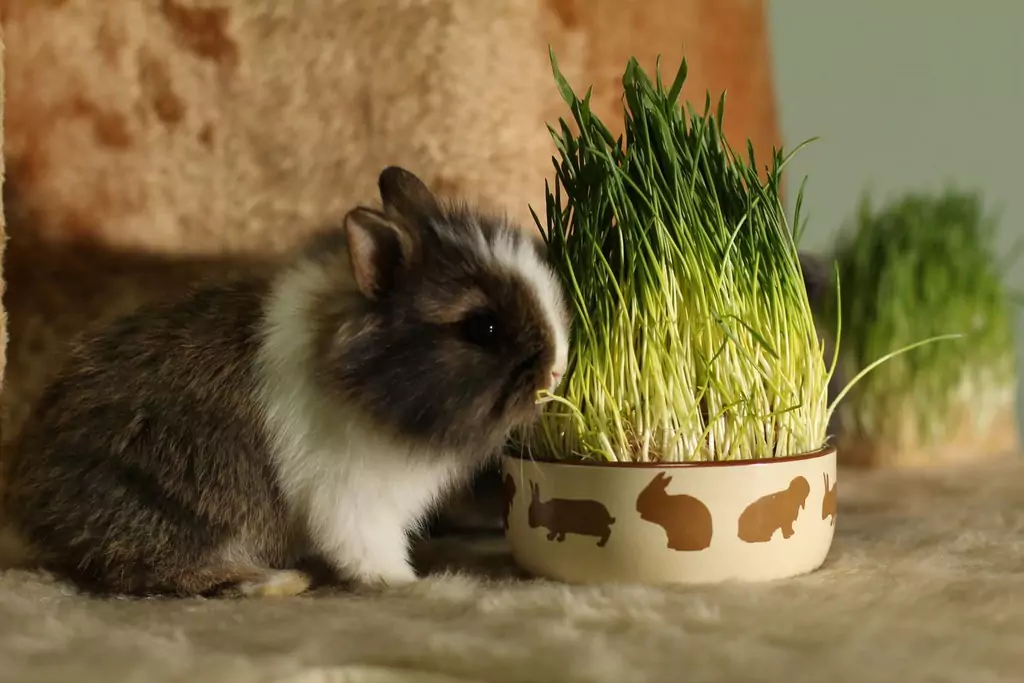 Декоративные кролики: описание пород, уход в домашних условиях 12