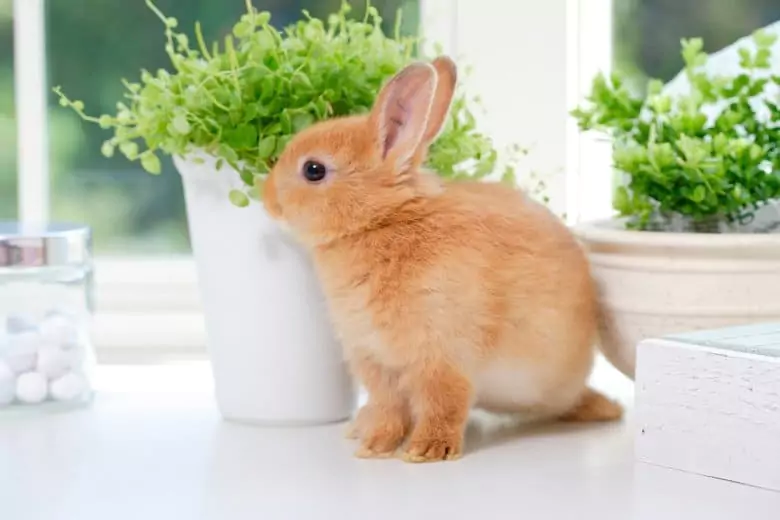Декоративные кролики: описание пород, уход в домашних условиях 13