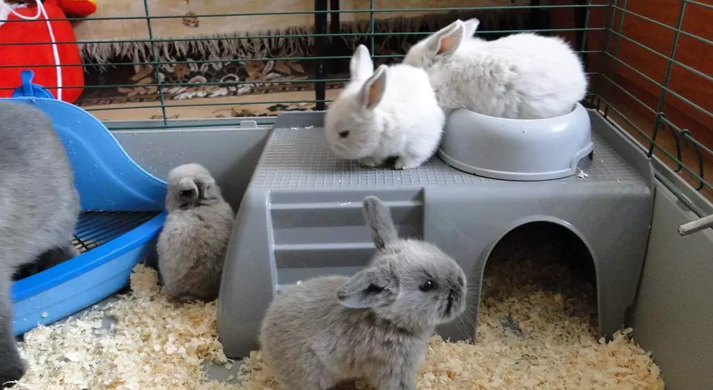Декоративные кролики: описание пород, уход в домашних условиях 15