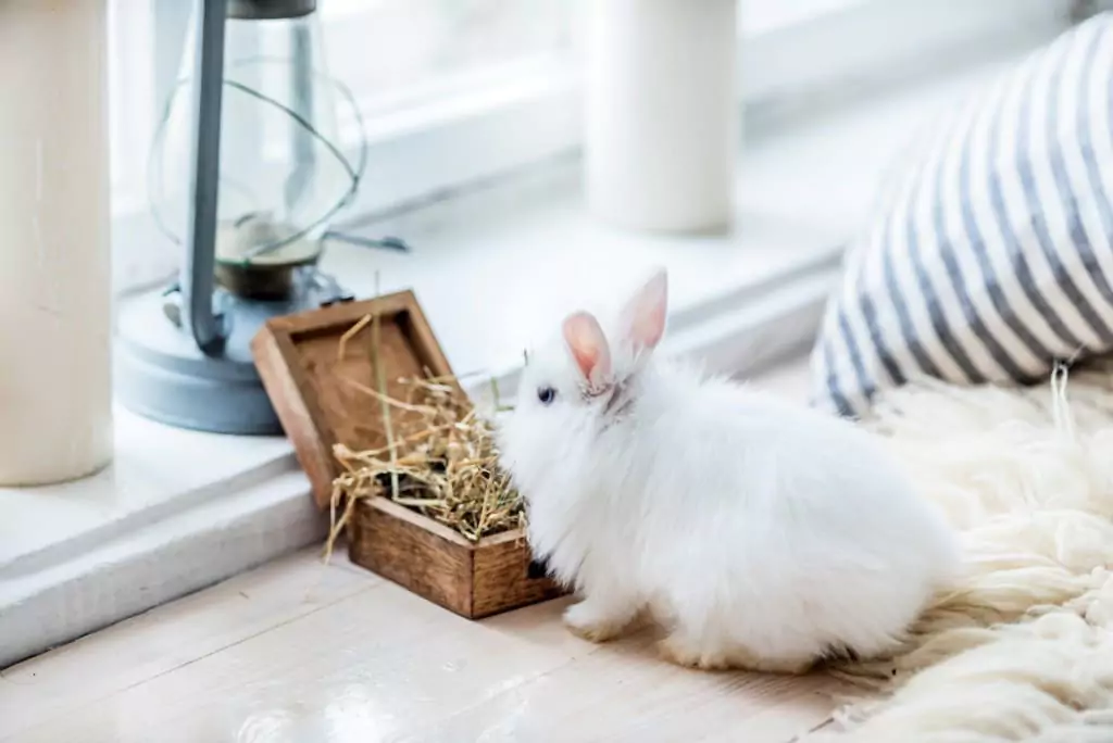 Декоративные кролики: описание пород, уход в домашних условиях 22