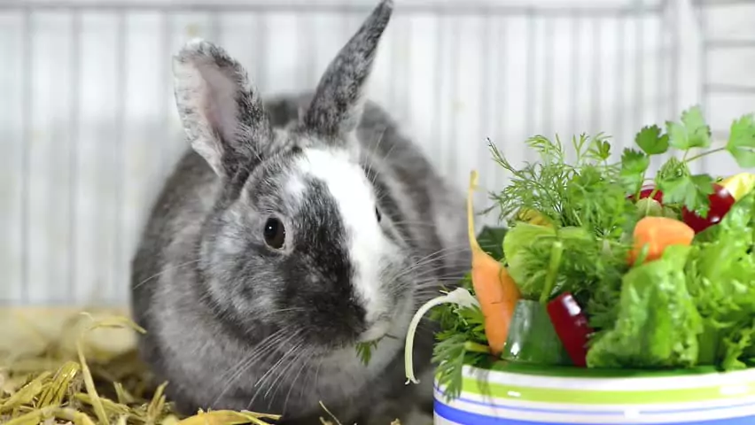 Декоративные кролики: описание пород, уход в домашних условиях 26