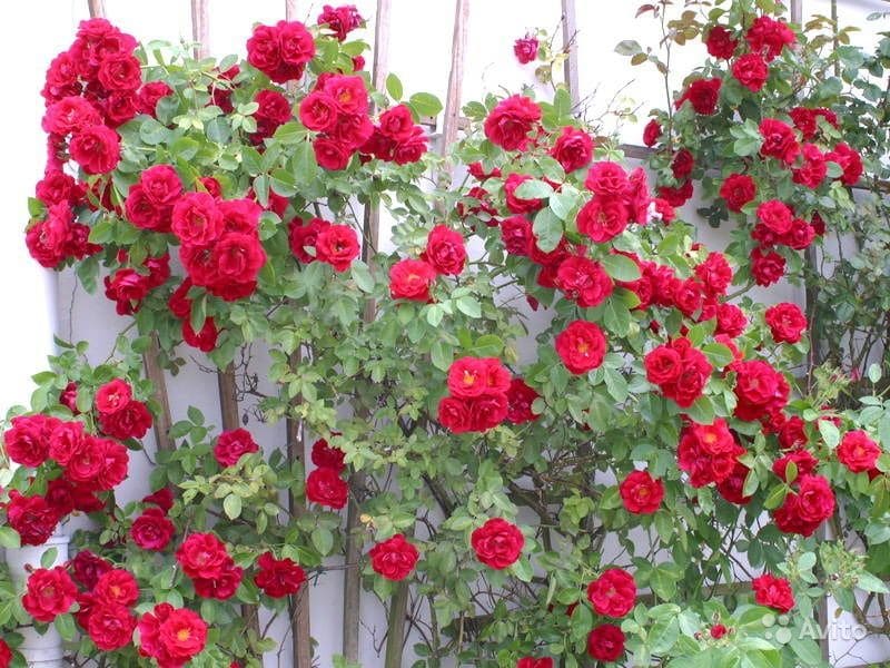 Описание и выращивание роз Фламентанц