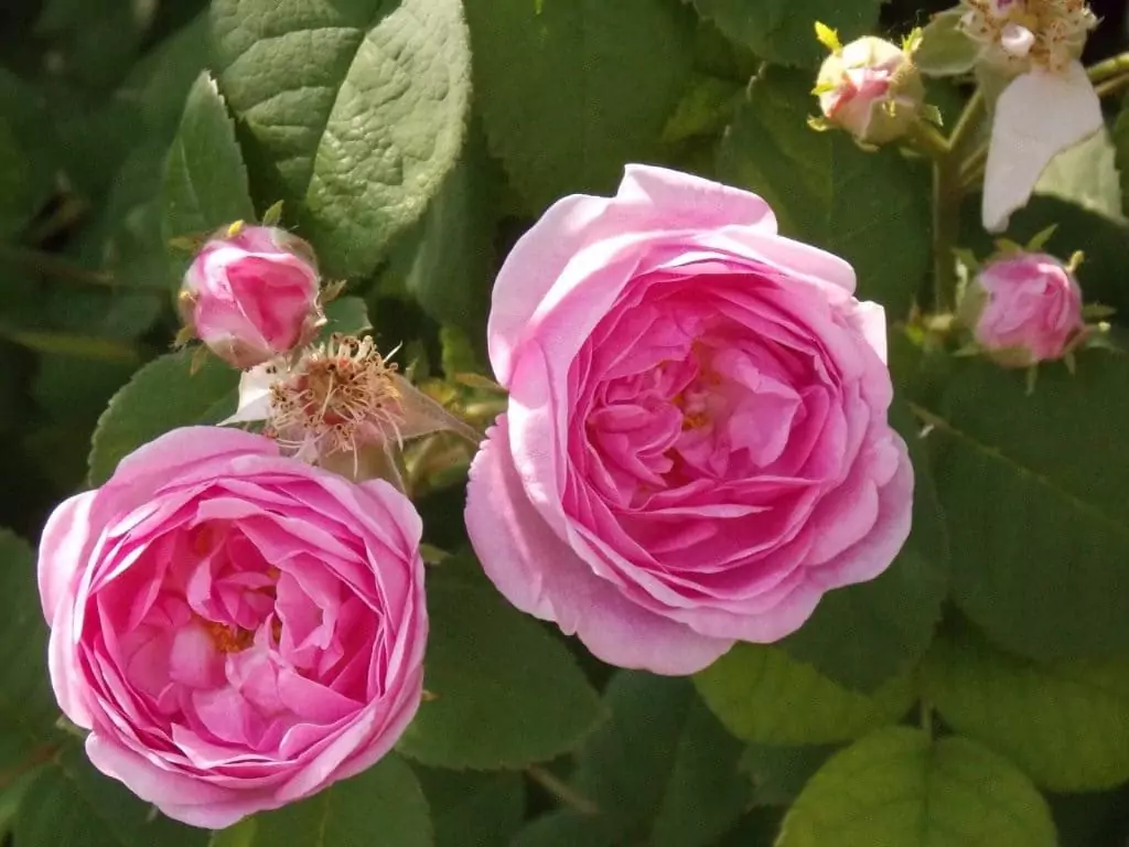 Чайная роза: описания сортов и правила ухода 6