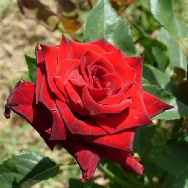 Чайная роза: описания сортов и правила ухода 12