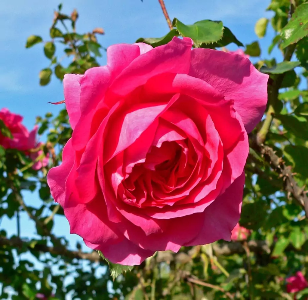 Чайная роза: описания сортов и правила ухода 17
