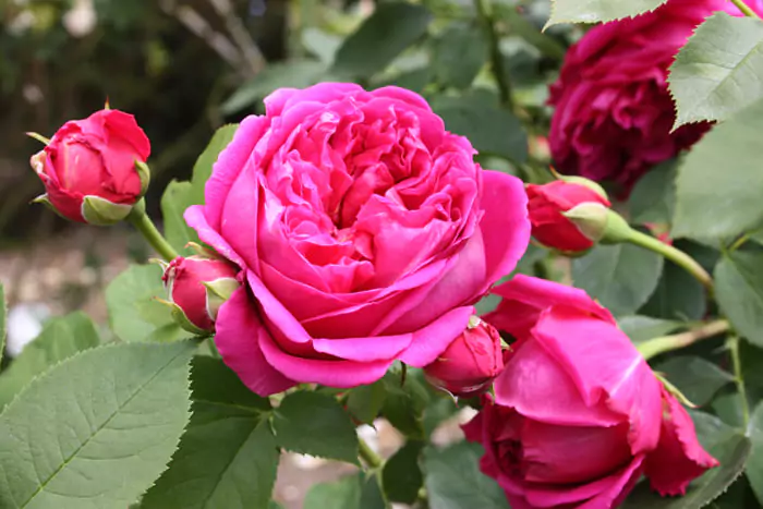 Чайная роза: описания сортов и правила ухода 20