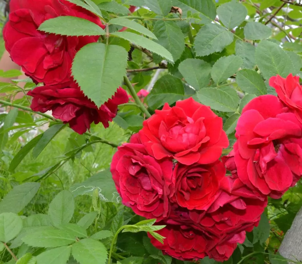 Чайная роза: описания сортов и правила ухода 21