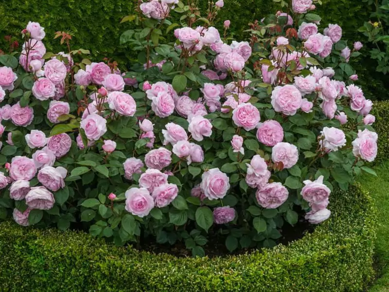 Чайно-гибридные розы: что такое, сорта с описаниями, посадка и уход 2