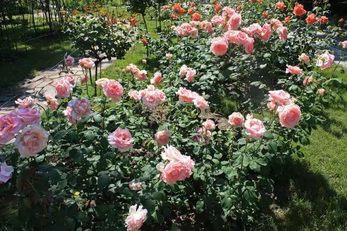 Чайно-гибридные розы: что такое, сорта с описаниями, посадка и уход 4