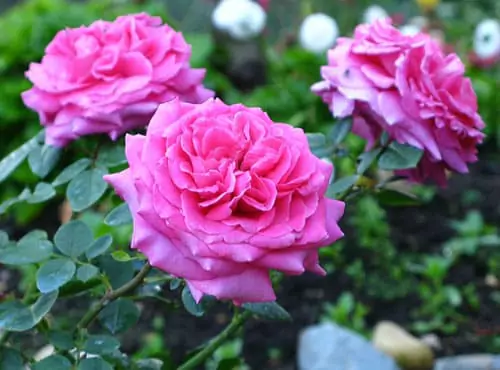 Чайно-гибридные розы: что такое, сорта с описаниями, посадка и уход 5