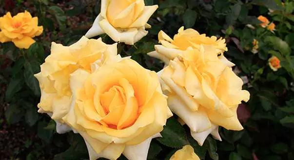 Чайно-гибридные розы: что такое, сорта с описаниями, посадка и уход 6