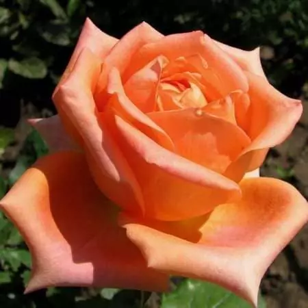 Чайно-гибридные розы: что такое, сорта с описаниями, посадка и уход 7