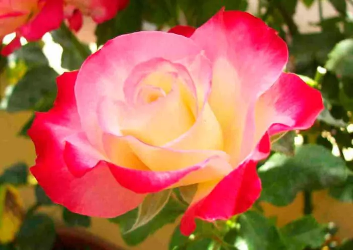 Чайно-гибридные розы: что такое, сорта с описаниями, посадка и уход 8