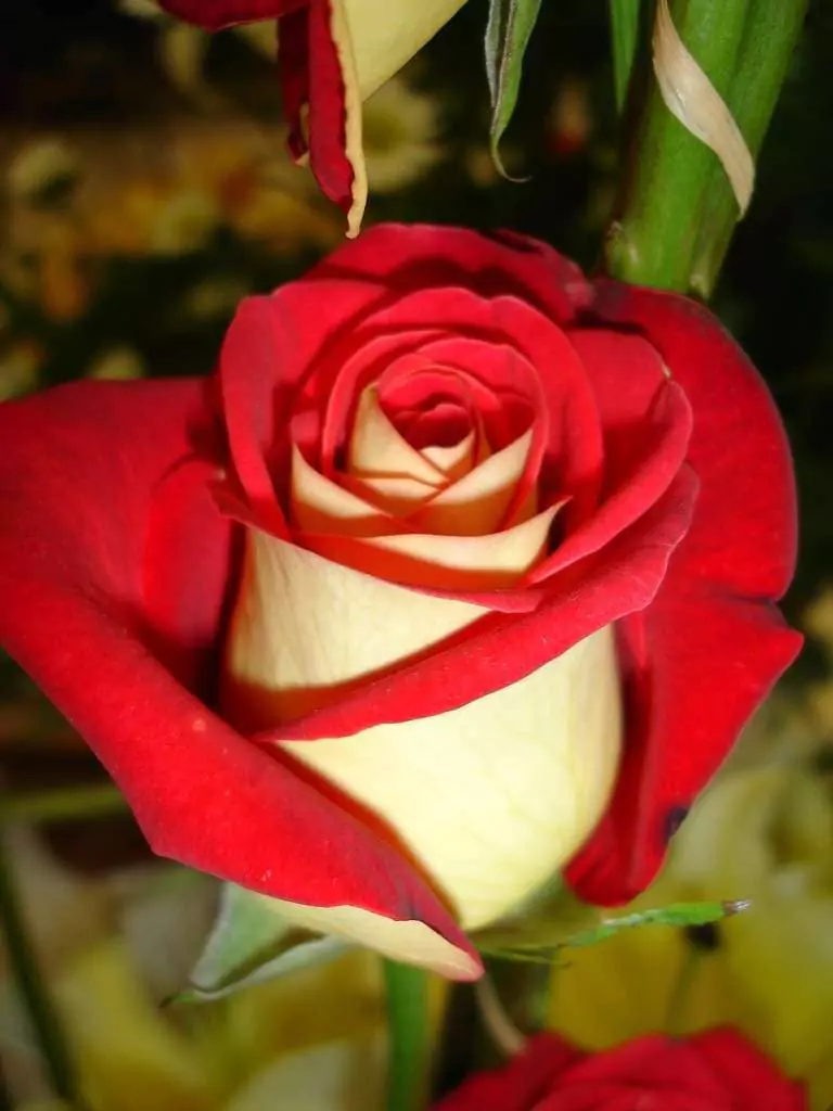 Чайно-гибридные розы: что такое, сорта с описаниями, посадка и уход 10