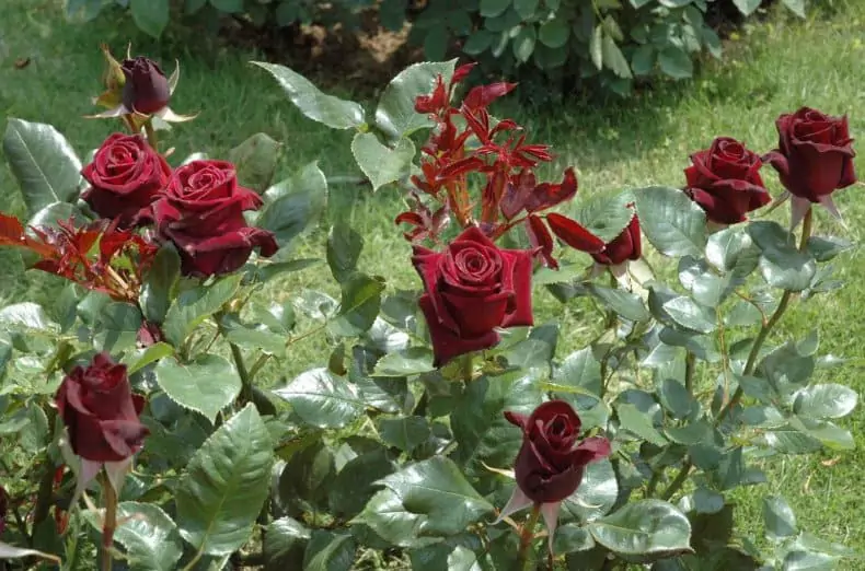 Чайно-гибридные розы: что такое, сорта с описаниями, посадка и уход 11