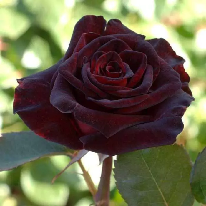 Чайно-гибридные розы: что такое, сорта с описаниями, посадка и уход 12