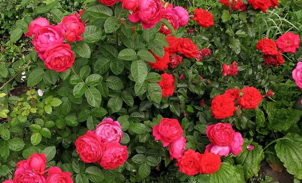 Чайно-гибридные розы: что такое, сорта с описаниями, посадка и уход 18