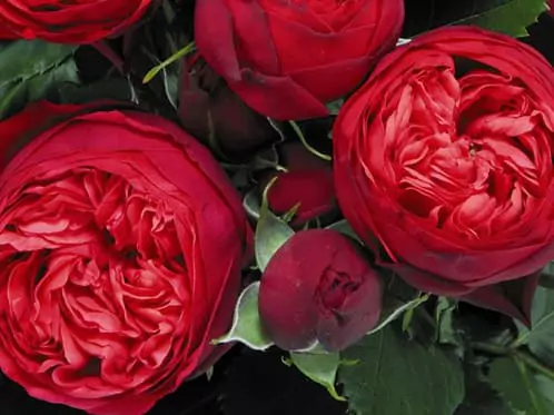 Чайно-гибридные розы: что такое, сорта с описаниями, посадка и уход 19