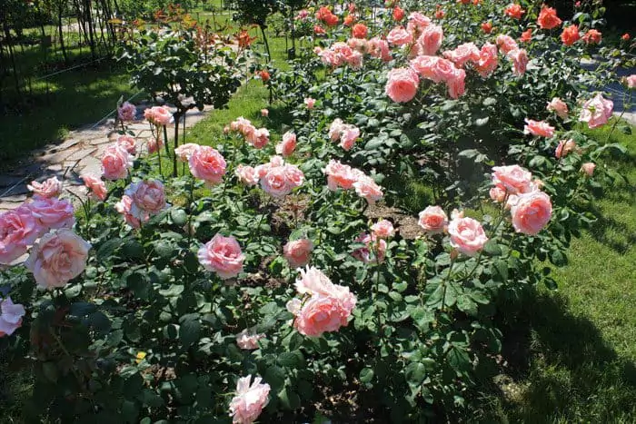 Чайно-гибридные розы: что такое, сорта с описаниями, посадка и уход 22
