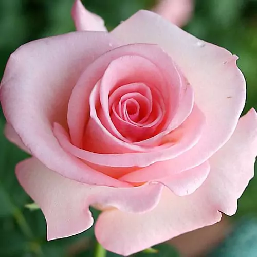 Чайно-гибридные розы: что такое, сорта с описаниями, посадка и уход 23