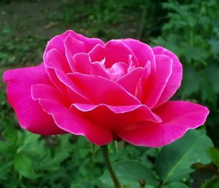 Чайно-гибридные розы: что такое, сорта с описаниями, посадка и уход 24
