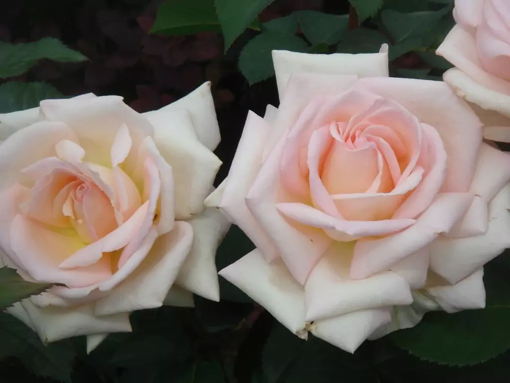 Чайно-гибридные розы: что такое, сорта с описаниями, посадка и уход 25