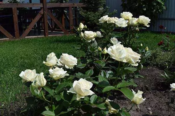 Чайно-гибридные розы: что такое, сорта с описаниями, посадка и уход 26