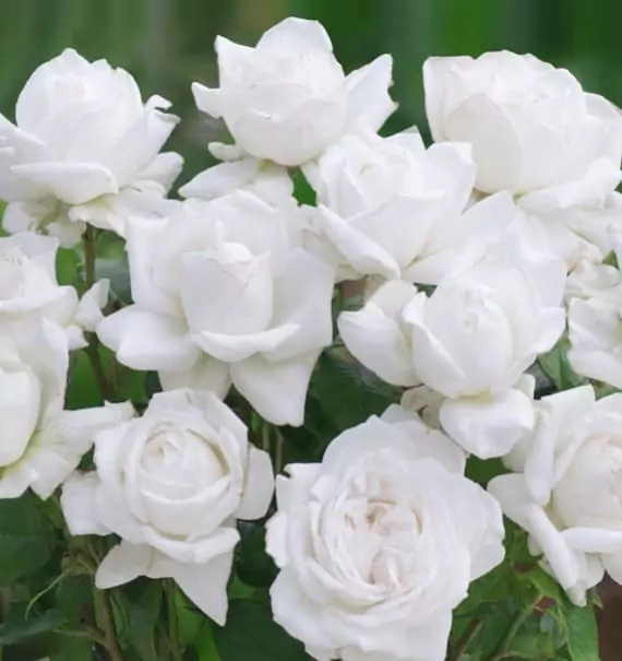 Чайно-гибридные розы: что такое, сорта с описаниями, посадка и уход 28