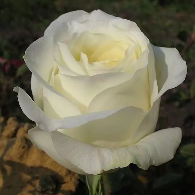 Чайно-гибридные розы: что такое, сорта с описаниями, посадка и уход 29