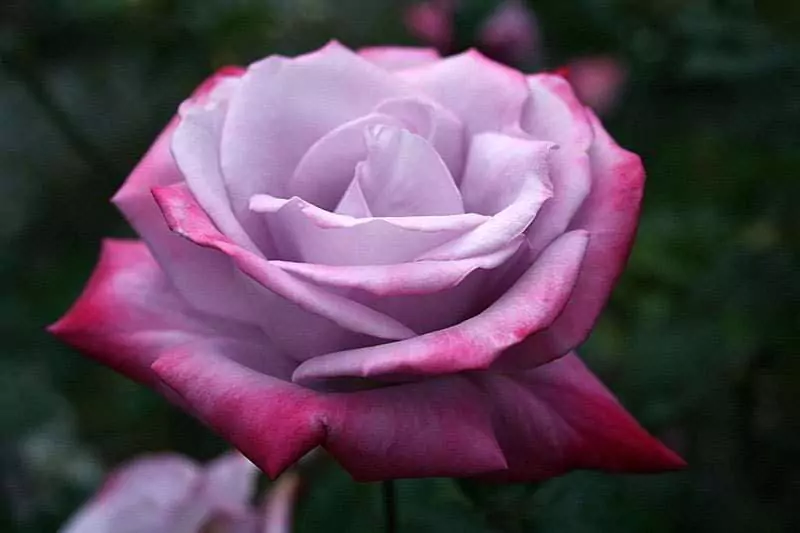 Чайно-гибридные розы: что такое, сорта с описаниями, посадка и уход 30