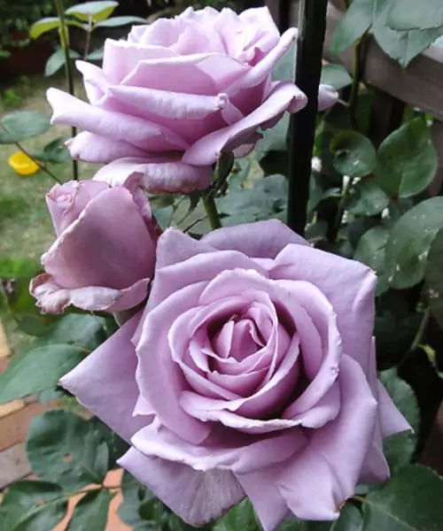 Чайно-гибридные розы: что такое, сорта с описаниями, посадка и уход 31