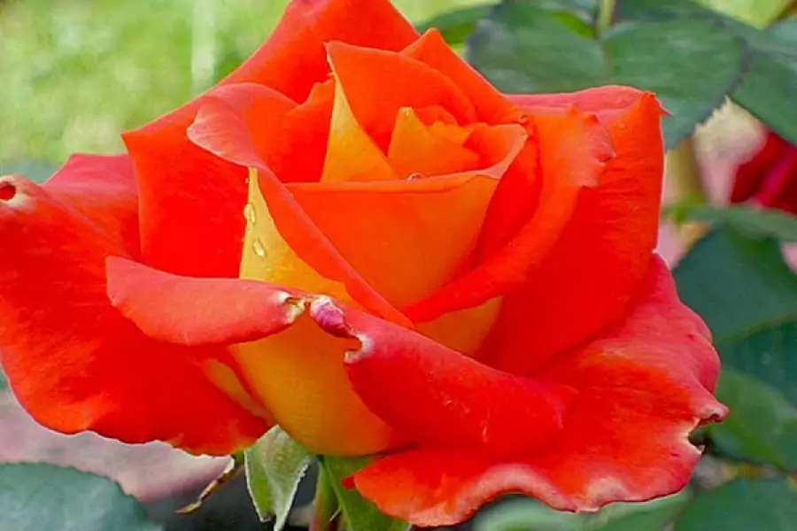 Чайно-гибридные розы: что такое, сорта с описаниями, посадка и уход 33