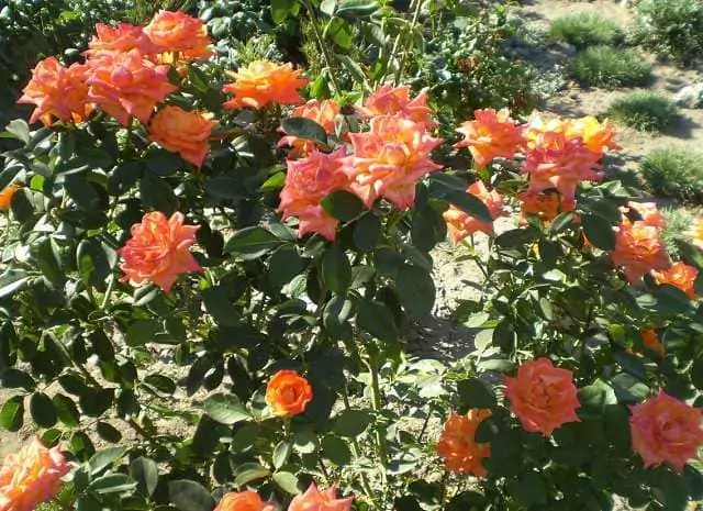 Чайно-гибридные розы: что такое, сорта с описаниями, посадка и уход 34
