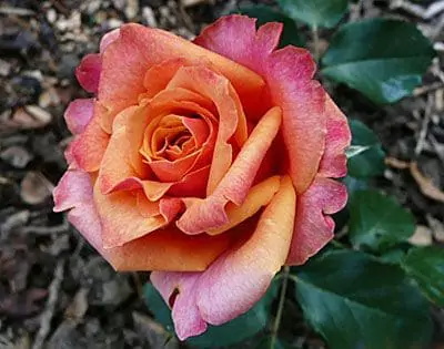 Чайно-гибридные розы: что такое, сорта с описаниями, посадка и уход 35