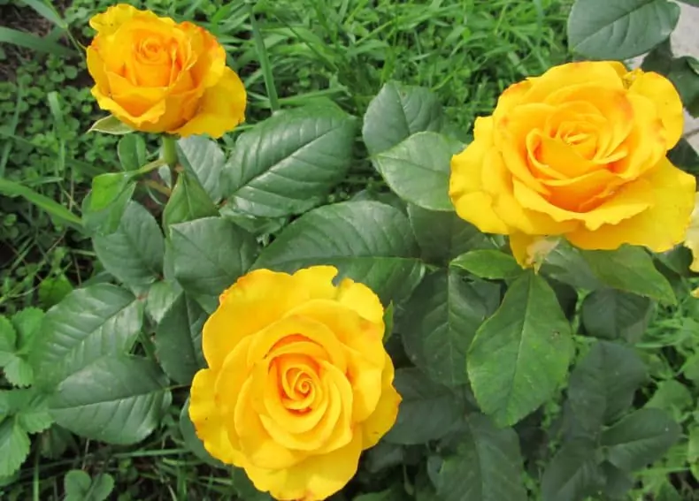Чайно-гибридные розы: что такое, сорта с описаниями, посадка и уход 36