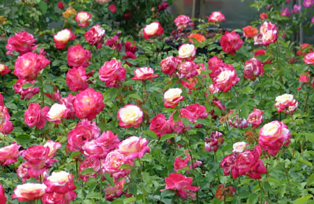 Чайно-гибридные розы: что такое, сорта с описаниями, посадка и уход 37