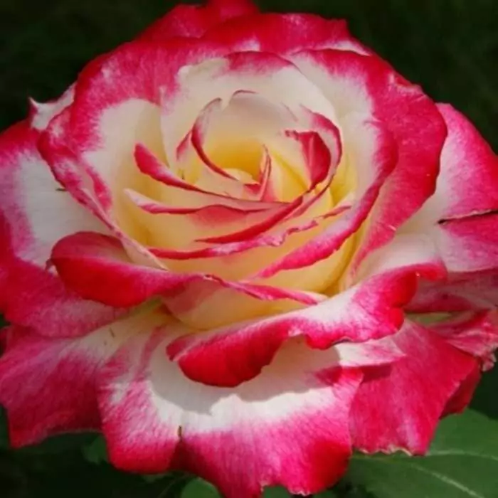 Чайно-гибридные розы: что такое, сорта с описаниями, посадка и уход 38