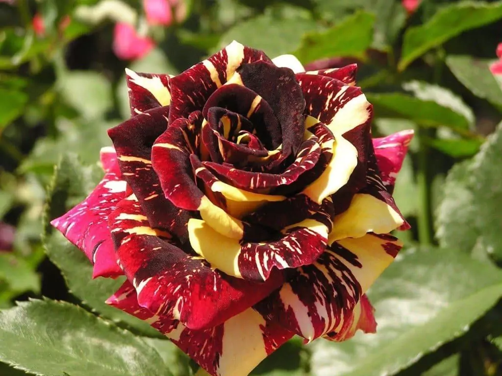Чайно-гибридные розы: что такое, сорта с описаниями, посадка и уход 43