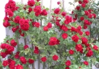 Описание и выращивание роз Фламентанц 1