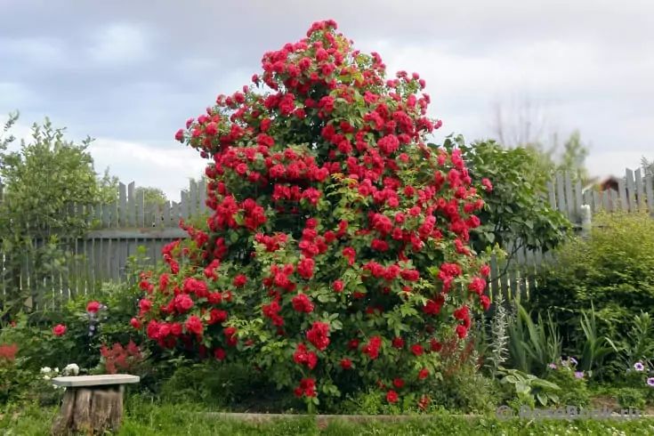 Descrição e cultivo de rosas Flamentanz 3