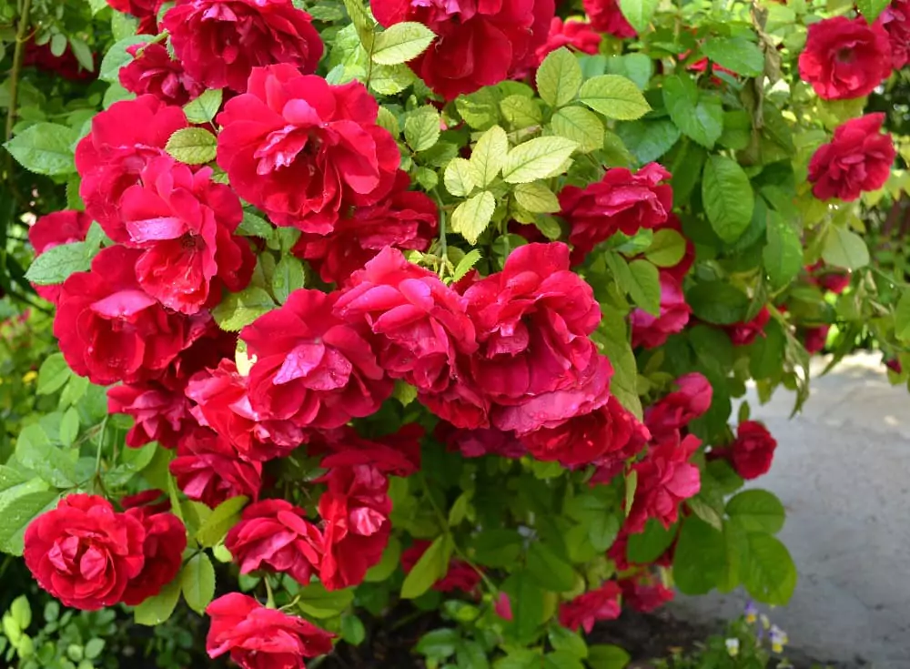 Описание и выращивание роз Фламентанц 4