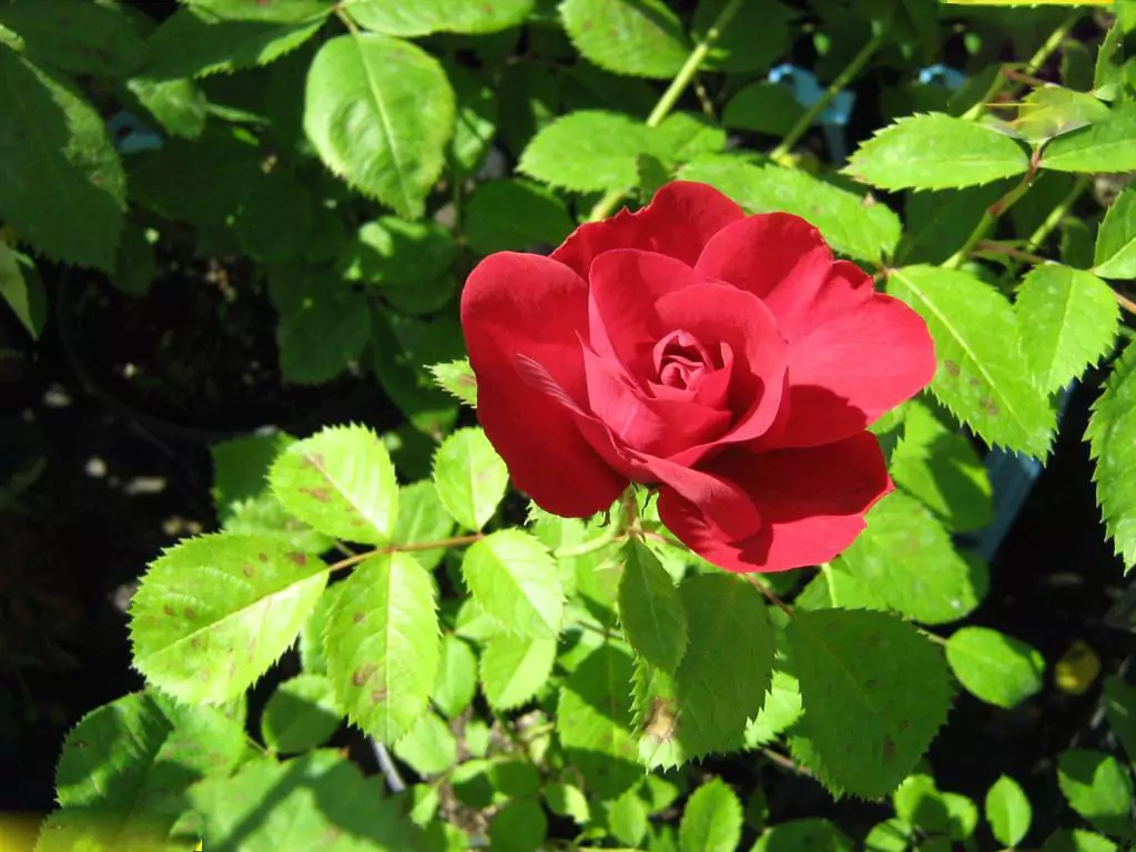 Описание и выращивание роз Фламентанц 7