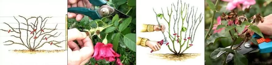 Описание и выращивание роз Фламентанц 19