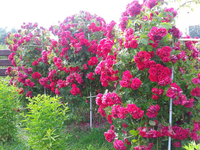 Описание и выращивание роз Фламентанц 24