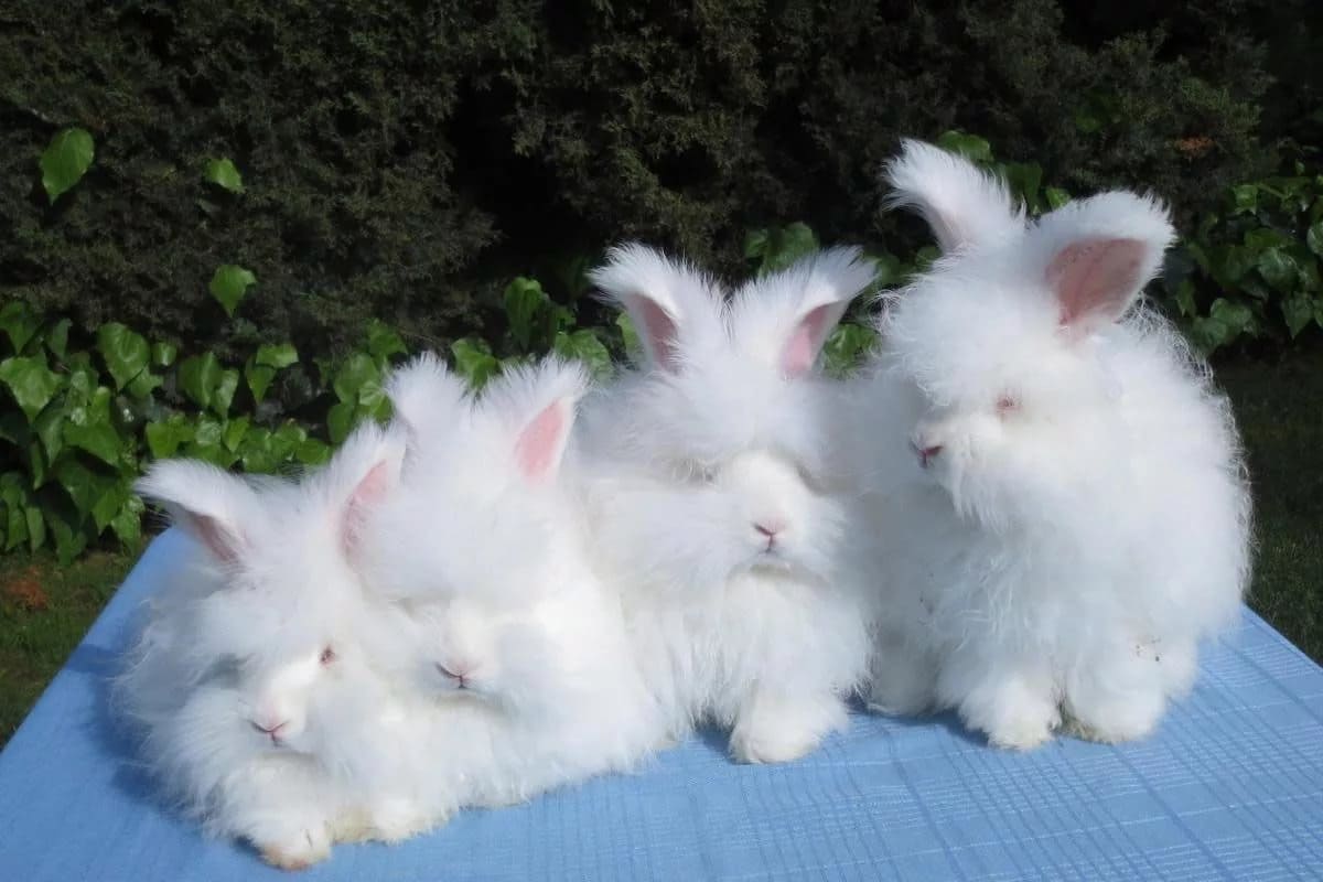 Сколько живут кролики 32