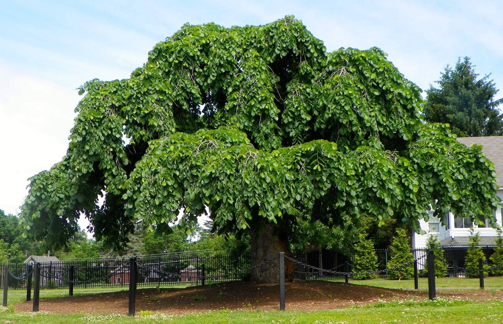 Вяз дерево википедия фото и описание