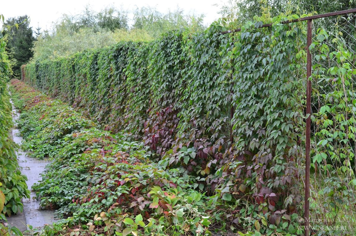 Девичий виноград фото на даче посадка