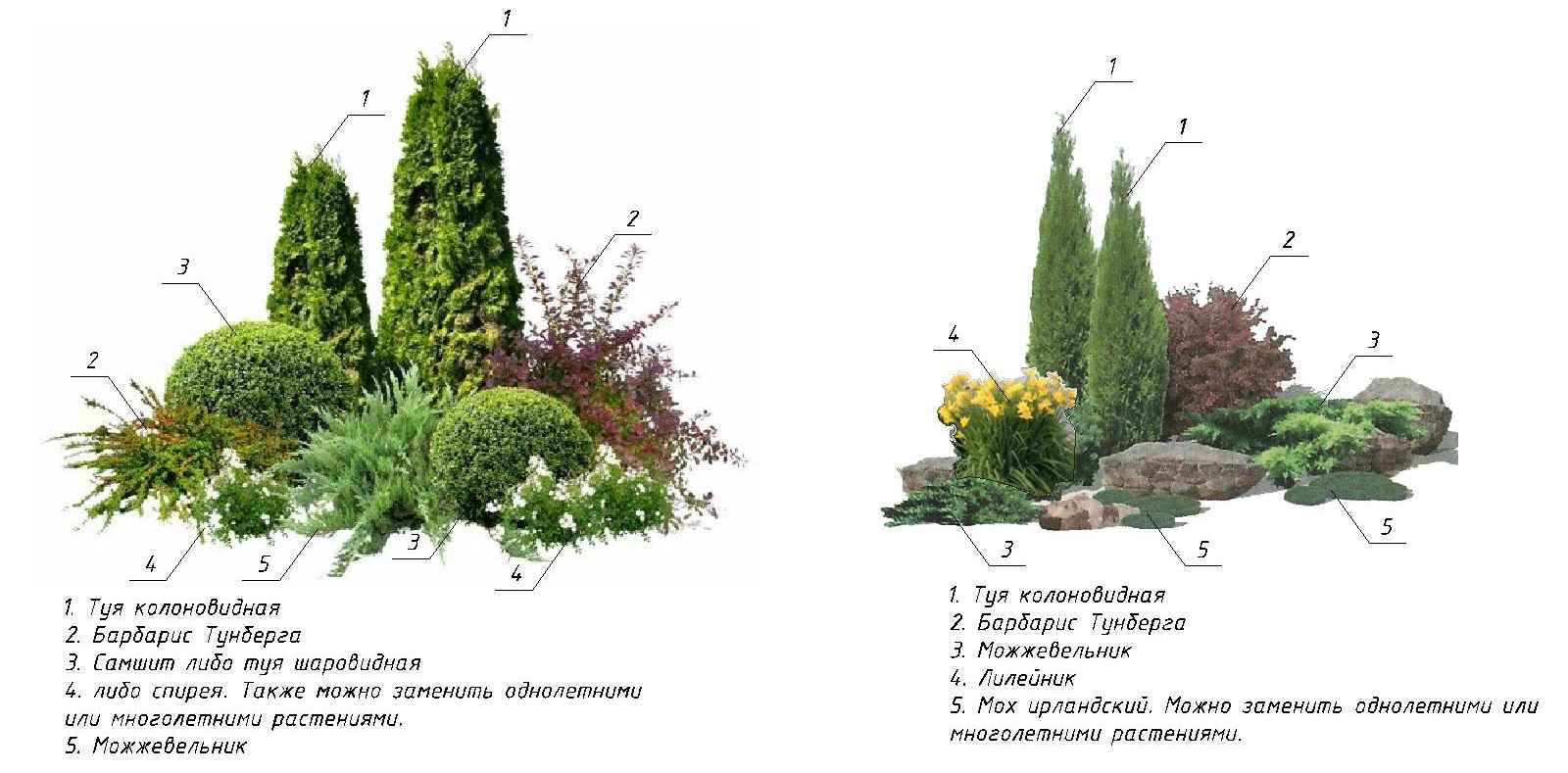Descrição da variedade de arbustos ornamentais cuidados de plantação 002_108